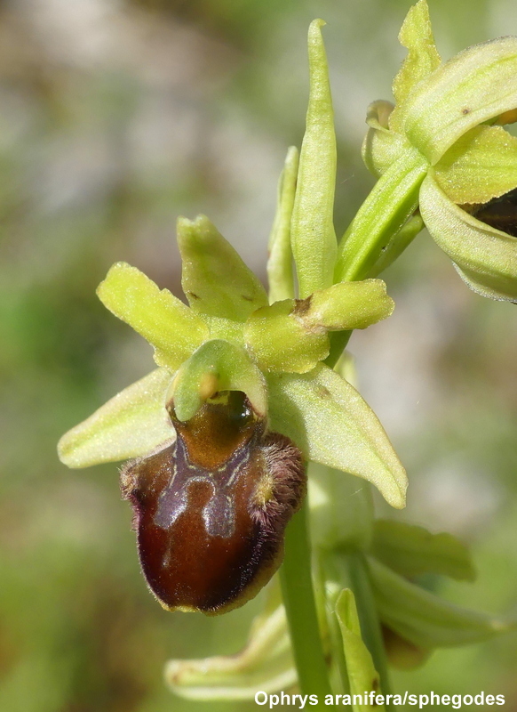 Il lago di Campotosto, orchidee, maltempo eschiarite! maggio/giugno 2023.